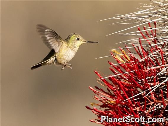 Green-backed Firecrown - Scott Bowers