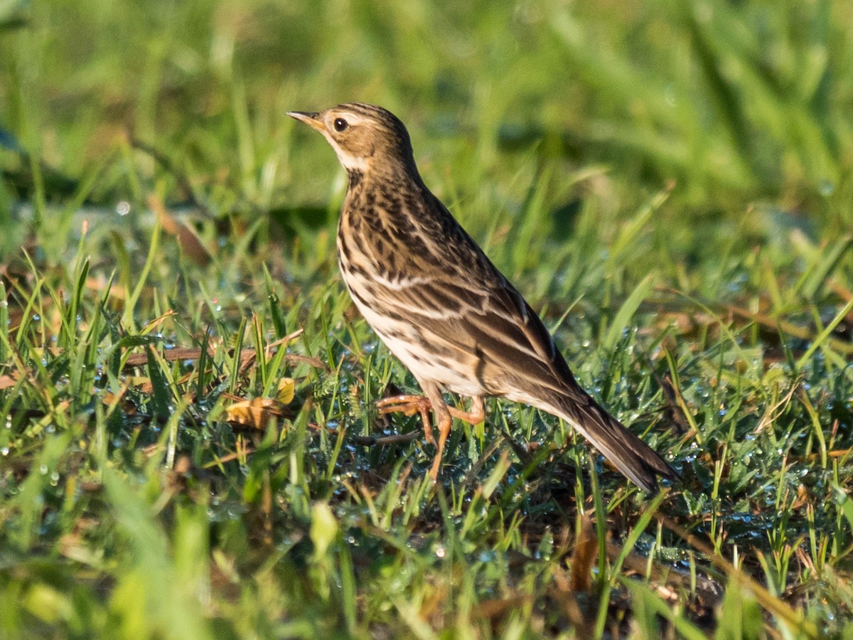 Red-throated Pipit - Glenn McKinlay