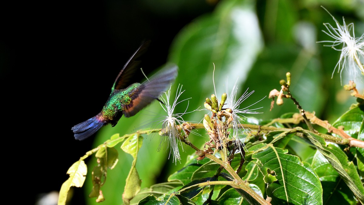 Blue-tailed Hummingbird - ML183547781