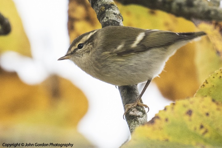 Yellow-browed Warbler - John Gordon