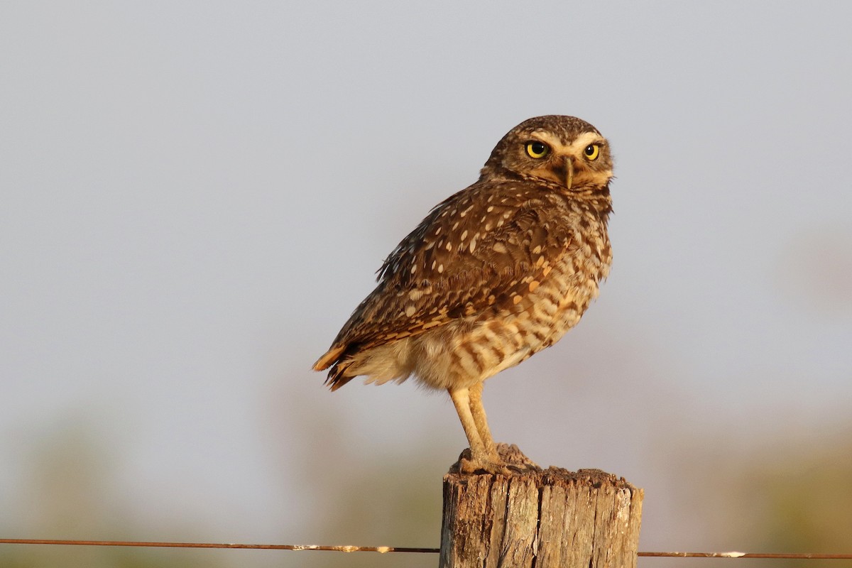 Burrowing Owl - ML183557801