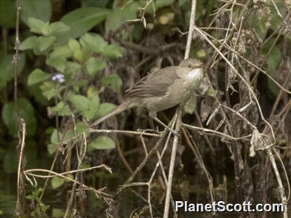 Madagascar Swamp Warbler - Scott Bowers