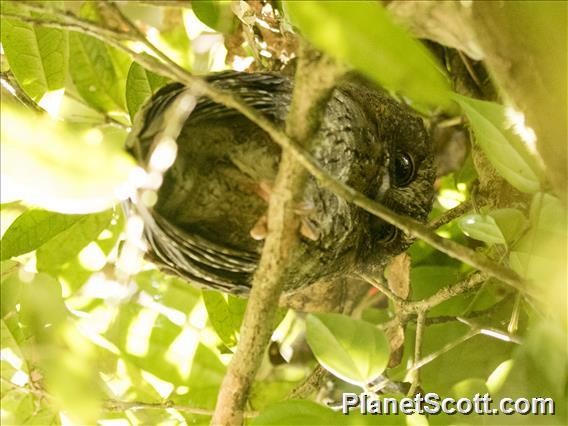 Madagascar Scops-Owl (Rainforest) - Scott Bowers