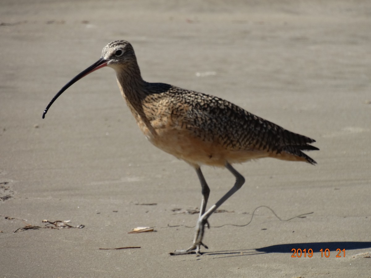 Long-billed Curlew - ML183563621