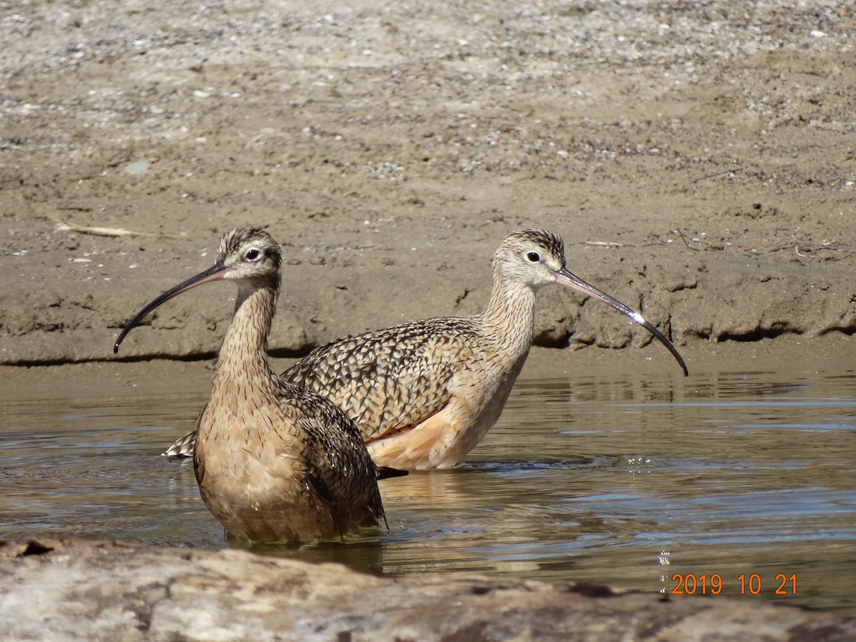 Long-billed Curlew - ML183564051