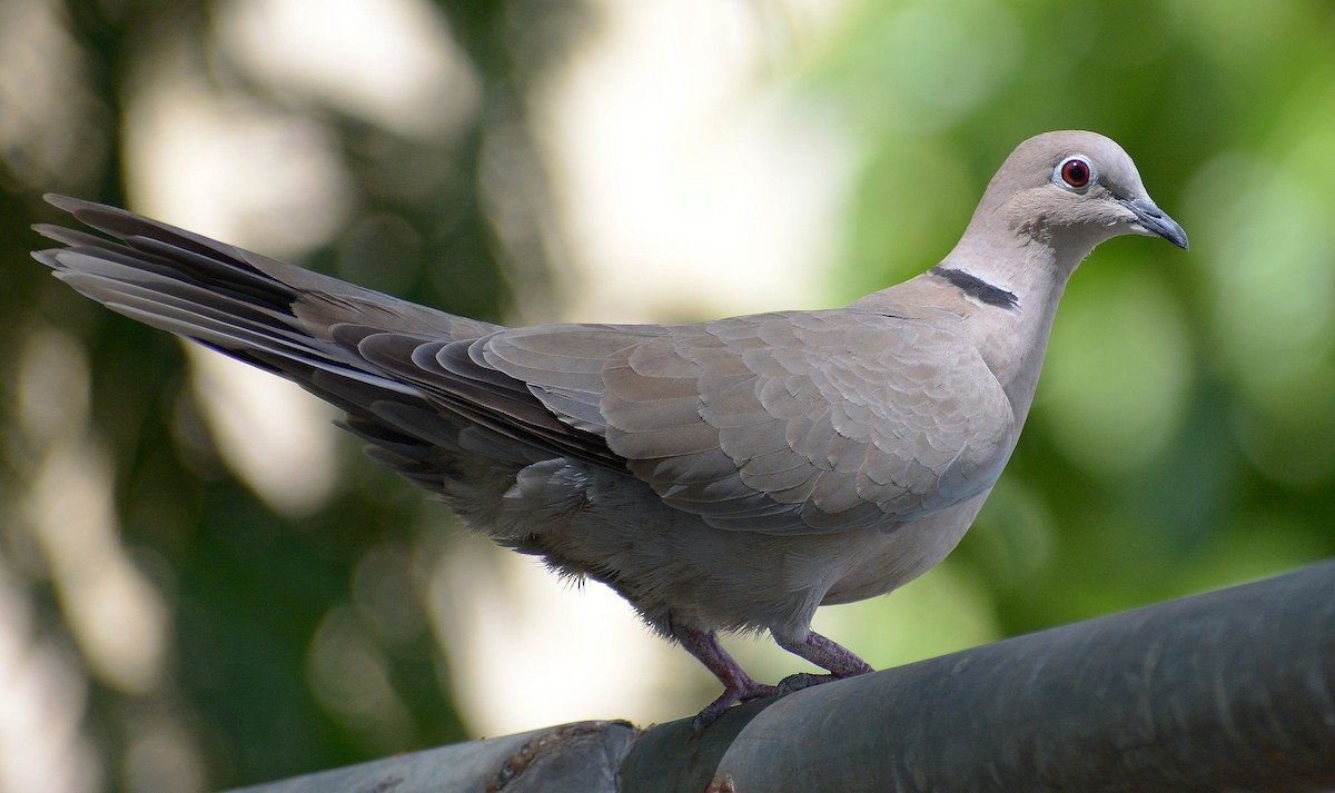 Eurasian Collared-Dove - Jorge Dangel