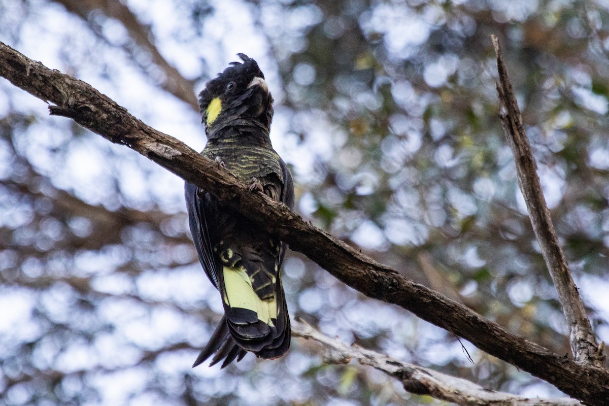 Yellow-tailed Black-Cockatoo - ML183570601