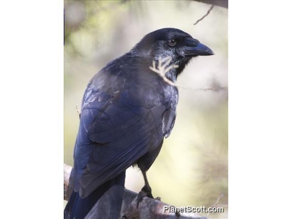 Hispaniolan Palm-Crow - ML183572241