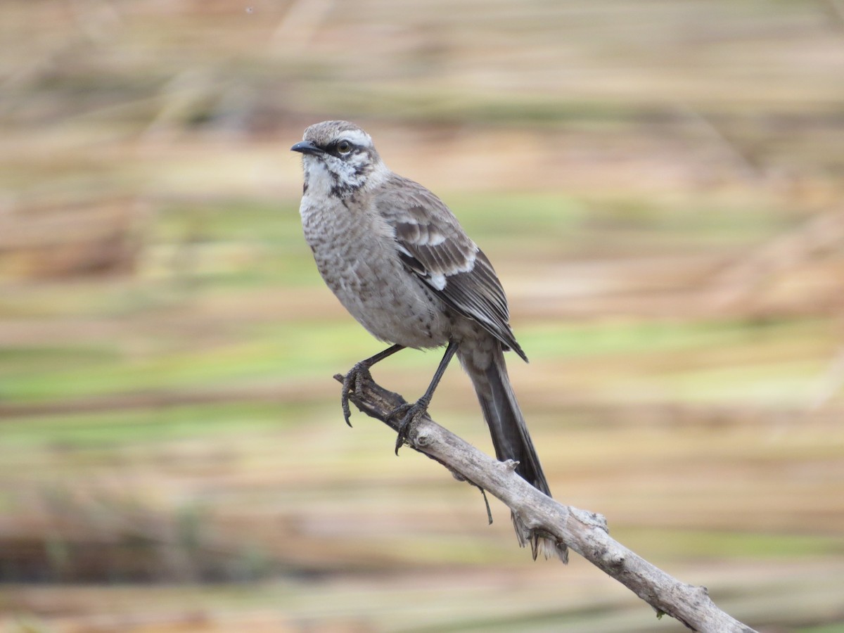 Long-tailed Mockingbird - Jessie Williamson