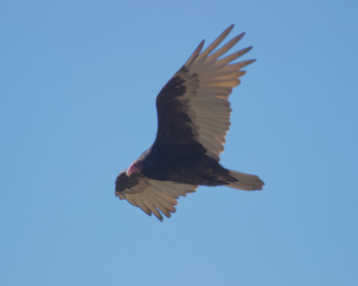 Turkey Vulture - ML183575531