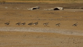 Greater White-fronted Goose, ML183575741
