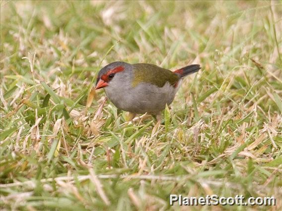 Red-browed Firetail - ML183575791