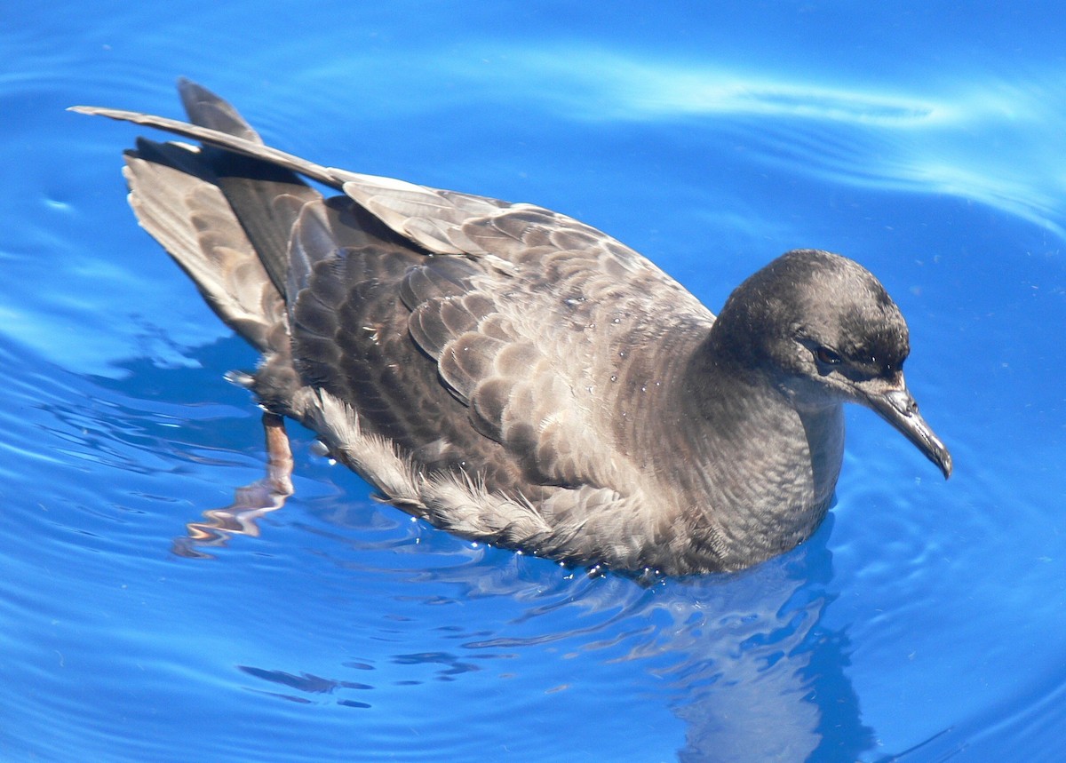 Short-tailed Shearwater - Frank Coman