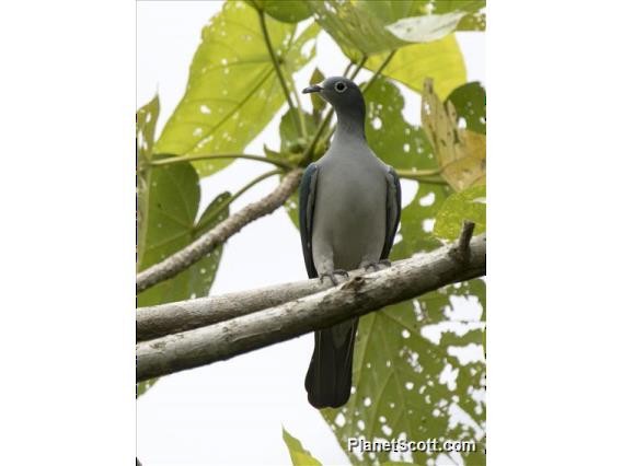 Spectacled Imperial-Pigeon - ML183582331