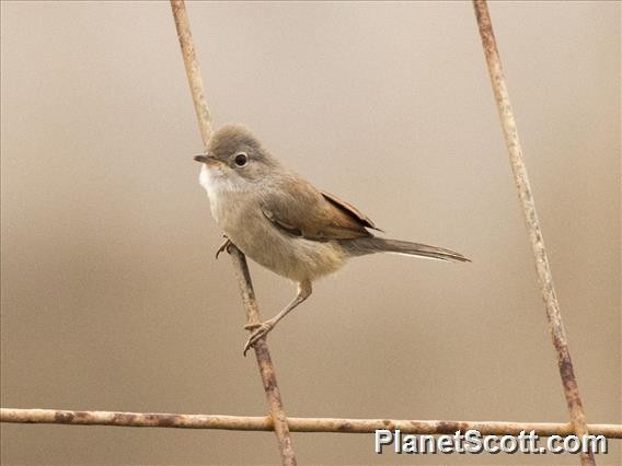 Spectacled Warbler - Scott Bowers