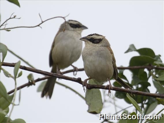 Stripe-headed Sparrow - Scott Bowers