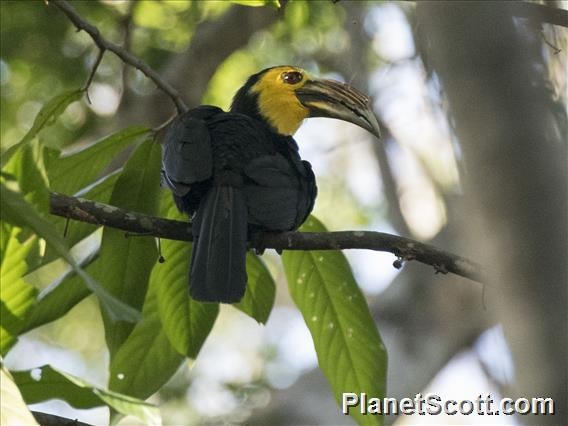 Sulawesi Hornbill - Scott Bowers