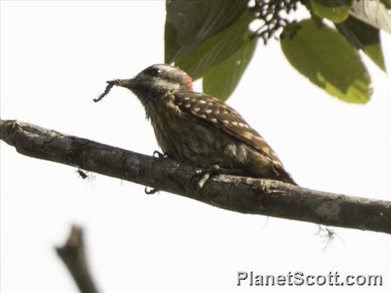 Sulawesi Pygmy Woodpecker - ML183583901