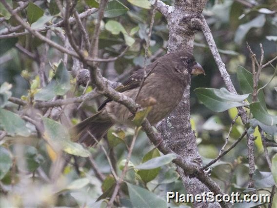Thick-billed Seedeater - Scott Bowers