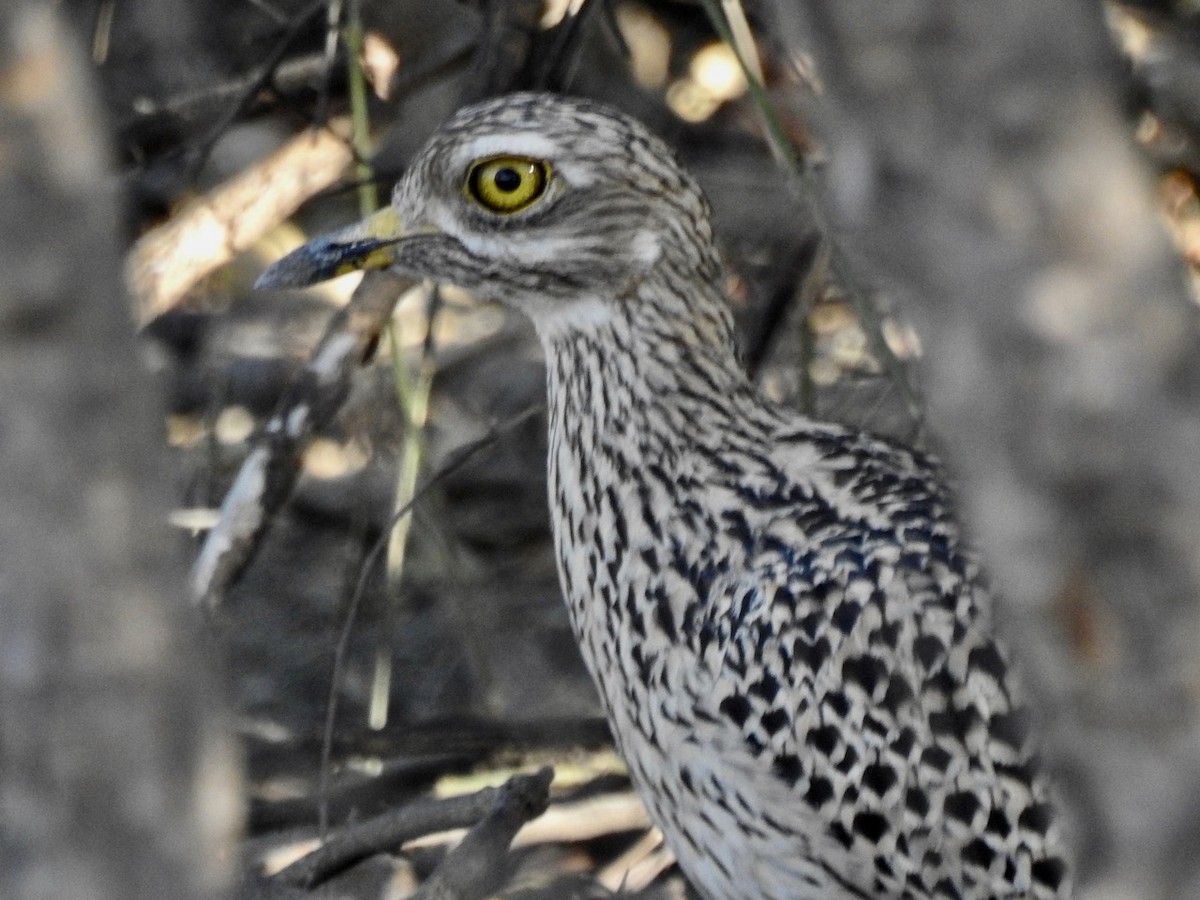 Spotted Thick-knee - Alastair Newton
