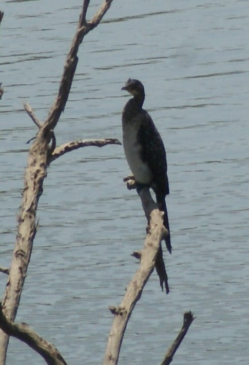 Long-tailed Cormorant - ML183588201