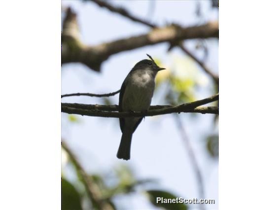 White-bellied Crested Flycatcher - Scott Bowers