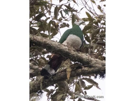 White-bellied Imperial-Pigeon - ML183588291