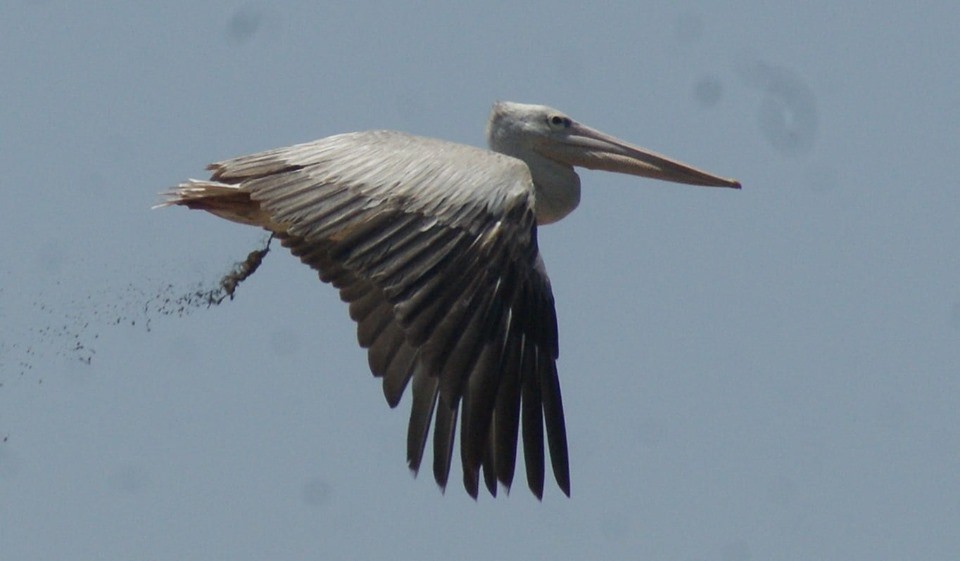 Pink-backed Pelican - ML183588361