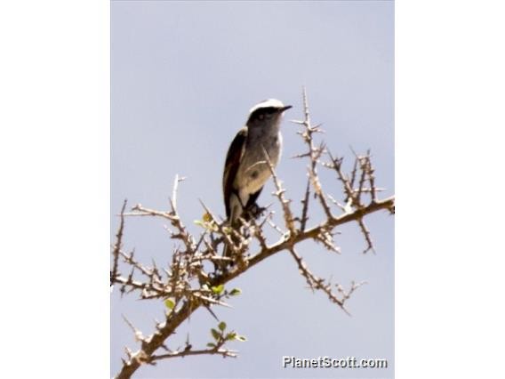 White-browed Chat-Tyrant - Scott Bowers