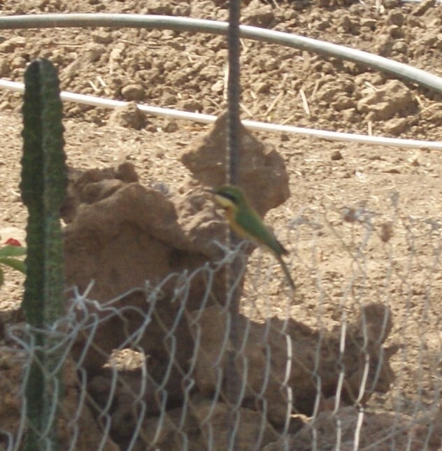 Little Bee-eater - ML183589061