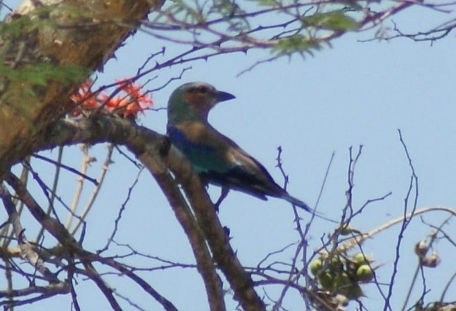 Lilac-breasted Roller - ML183589081