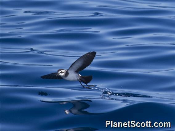 White-faced Storm-Petrel - ML183589271