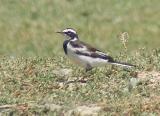 African Pied Wagtail - ML183589741