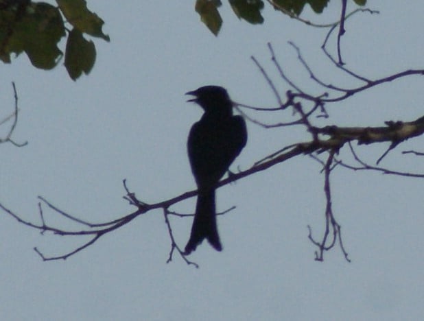 Fork-tailed Drongo - ML183589951