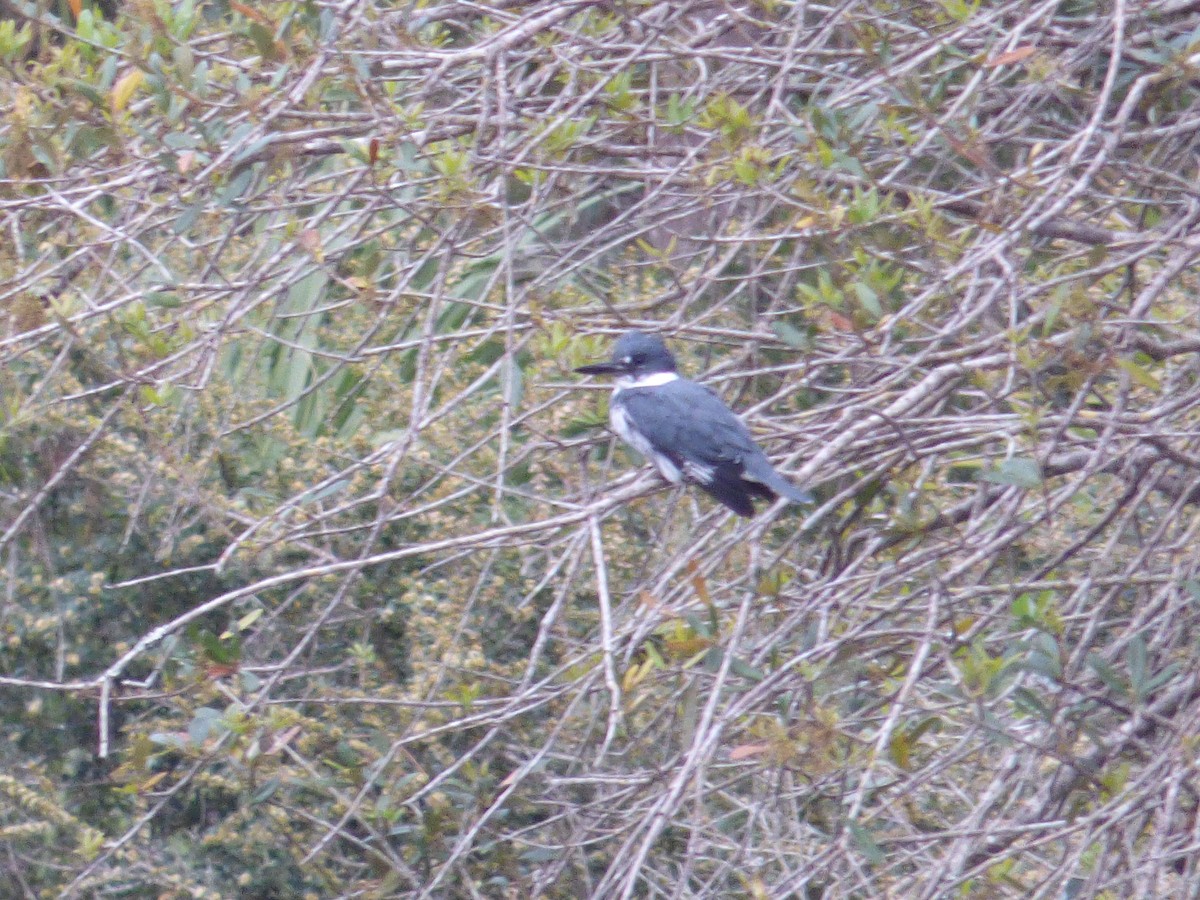 Belted Kingfisher - ML183591811