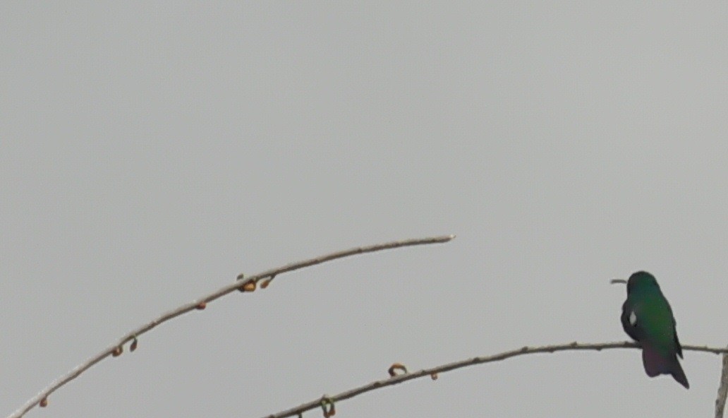 Белогузый колибри - ML183592971