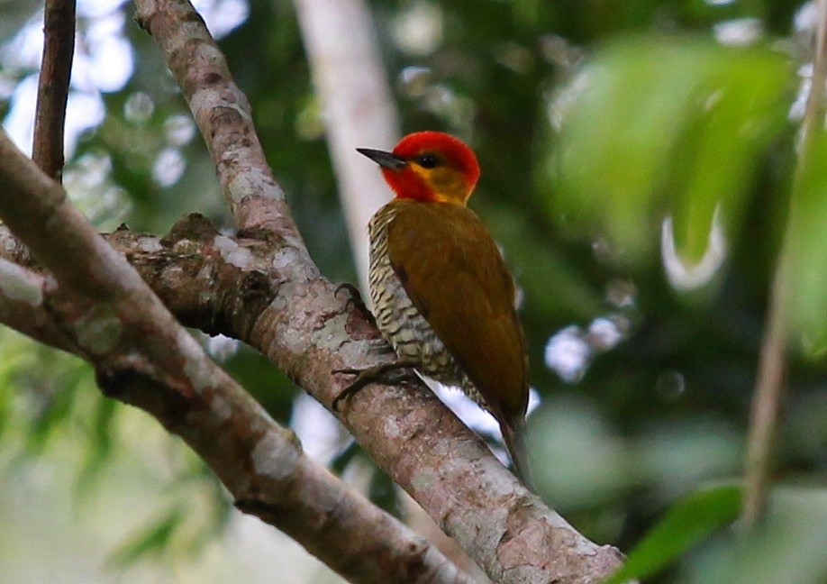 Yellow-throated Woodpecker - ML183594581