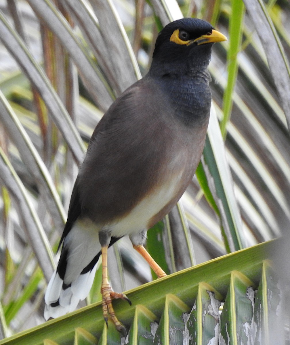 eBird Checklist - 22 Oct 2019 - Nak Nakara Hotel, Chiang Rai - 8 species
