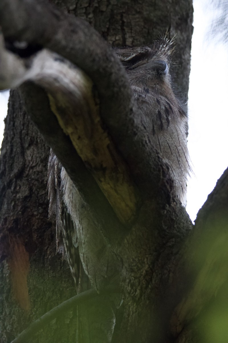 Tawny Frogmouth - Yvette H