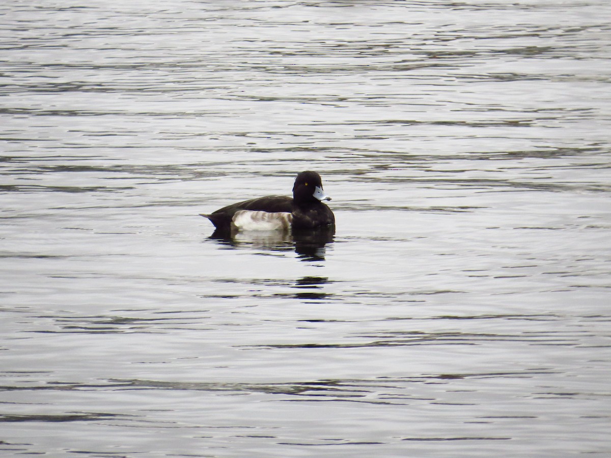 Tufted Duck - ML183598731