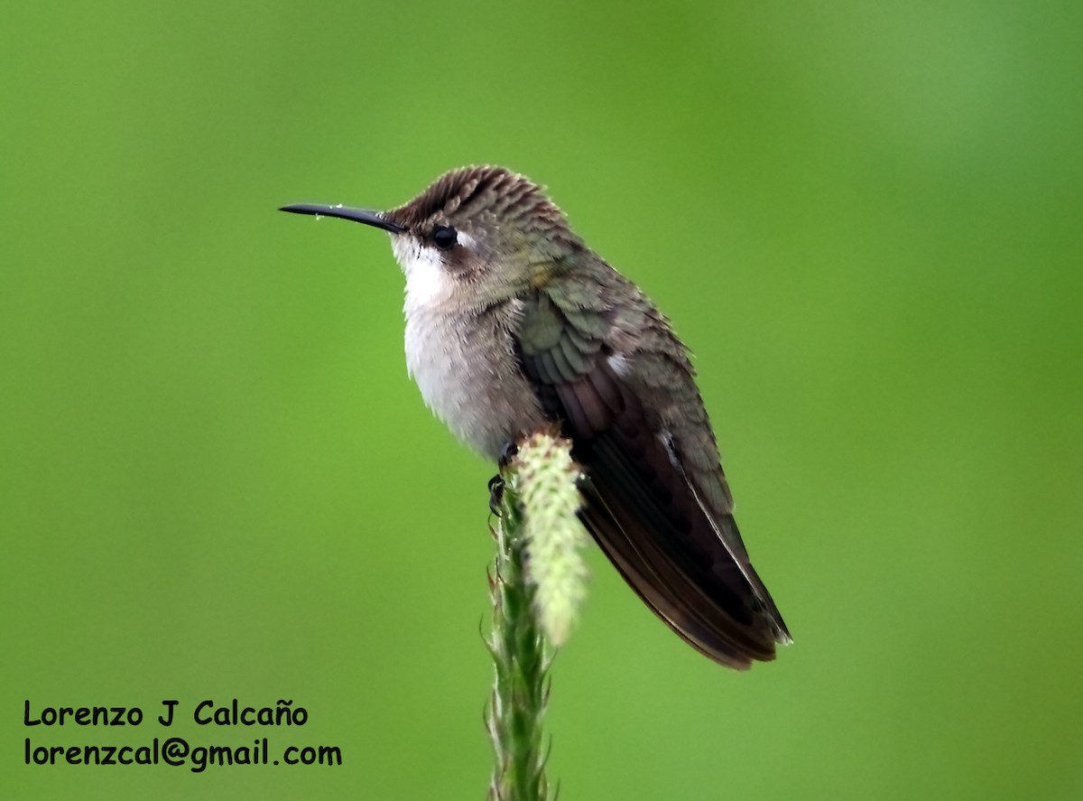 kolibřík vidloocasý - ML183601811