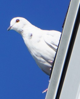 Rock Pigeon (Feral Pigeon), ML183602281