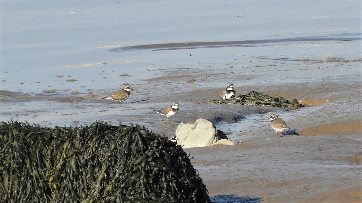 Common Ringed Plover - ML183605261