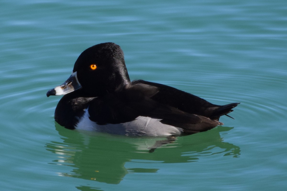 Ring-necked Duck - Andy Zhang