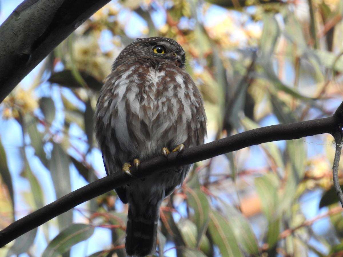 Ferruginous Pygmy-Owl - Àlvaro Riccetto