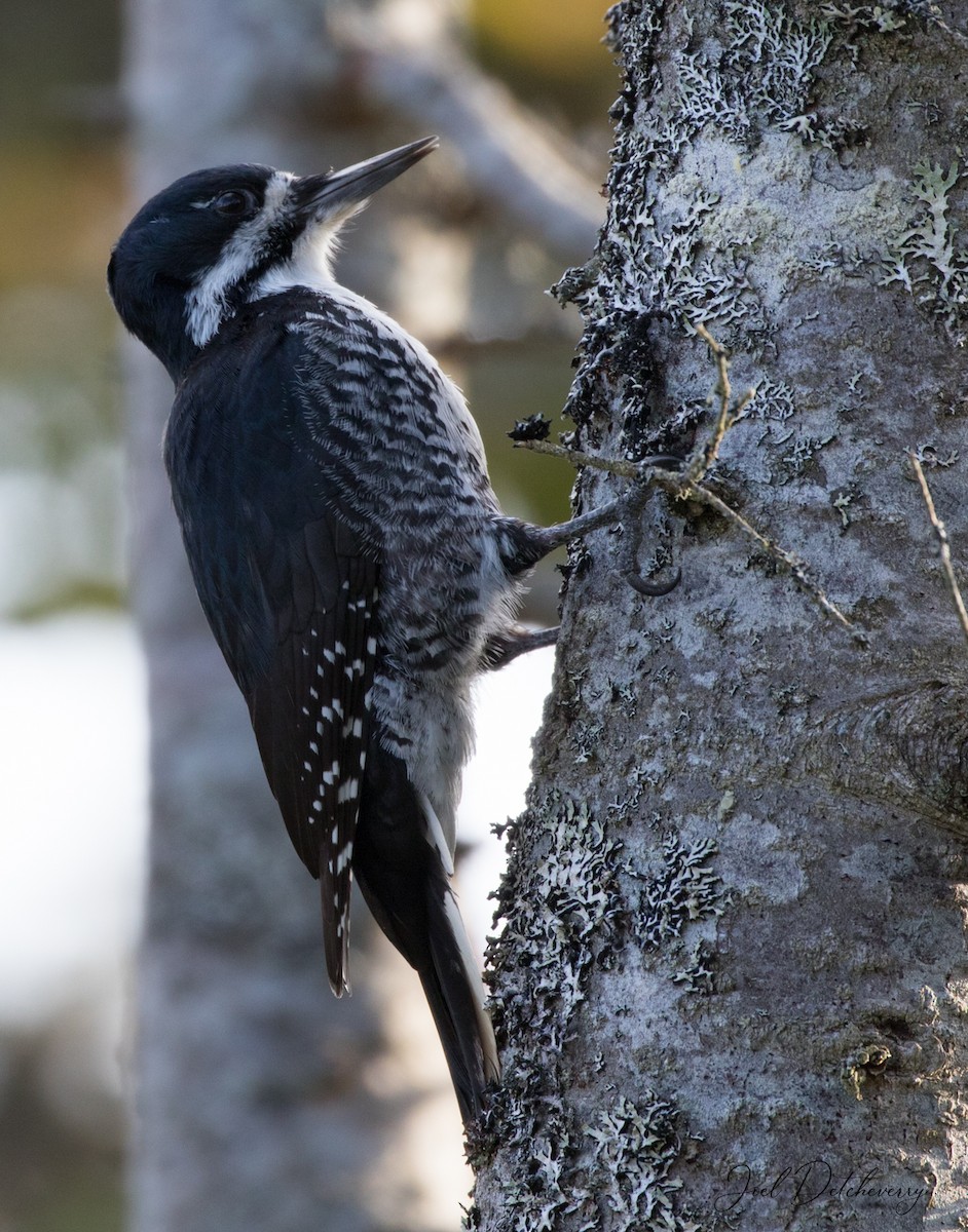 Black-backed Woodpecker - ML183609151