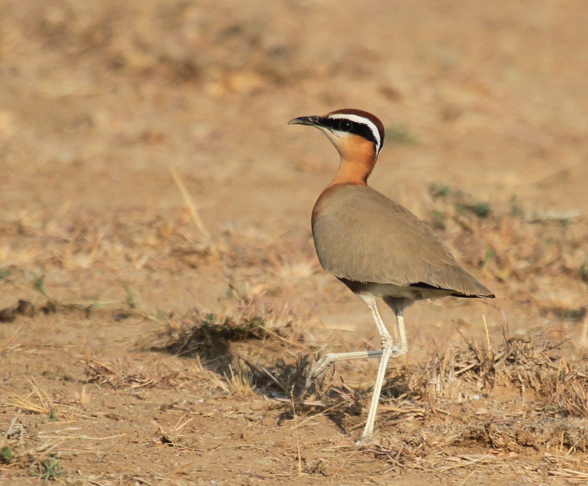 Indian Courser - ML183609451