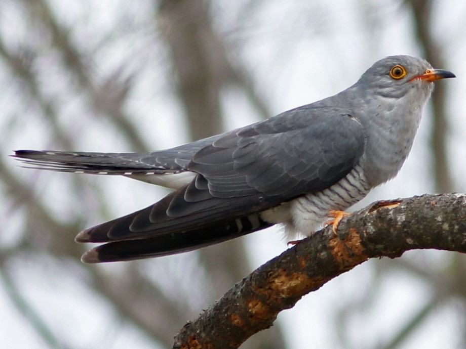 African Cuckoo eBird