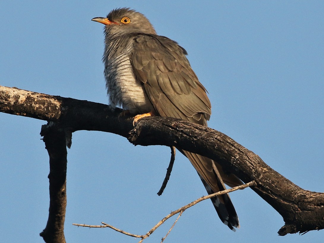 African Cuckoo - Charley Hesse TROPICAL BIRDING