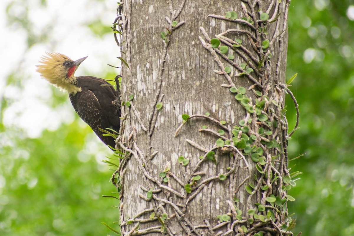Pale-crested Woodpecker - ML183613131